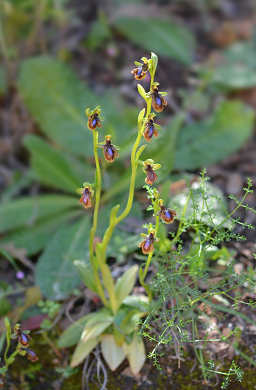 Ophrys vernixia