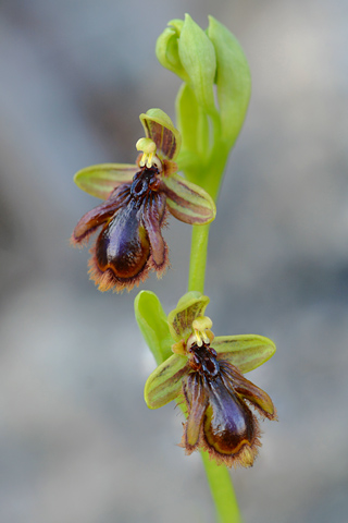 Ophrys vernixia