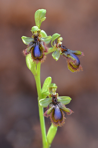 Ophrys vernixia