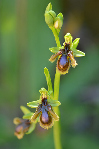 Ophrys vernixia