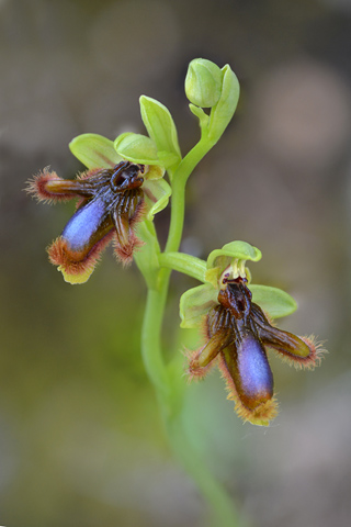 Ophrys vernixia