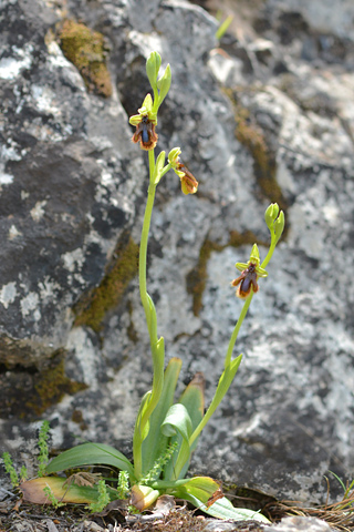 Ophrys vernixia