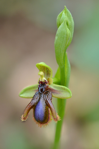 Ophrys vernixia