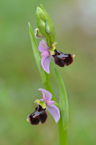 Ophrys aurelia x vetula