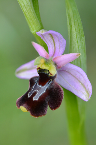 Ophrys aurelia x vetula