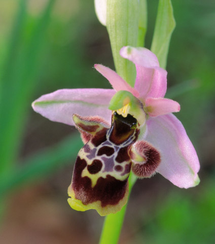 Ophrys vetula