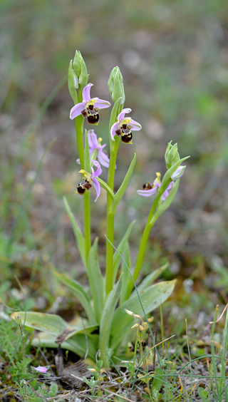 Ophrys vetula