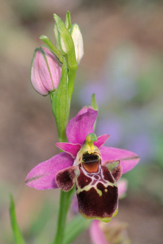 Ophrys vetula