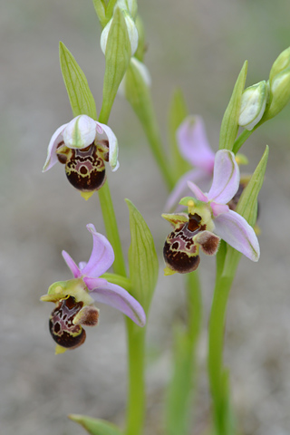 Ophrys vetula