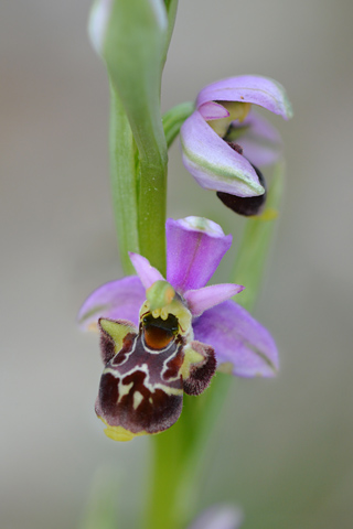 Ophrys vetula