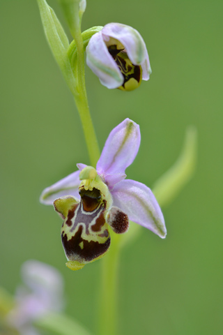 Ophrys vetula