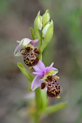 Ophrys vetula