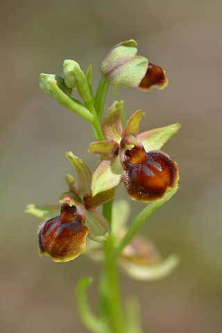 Ophrys pa&ssionis x virescens