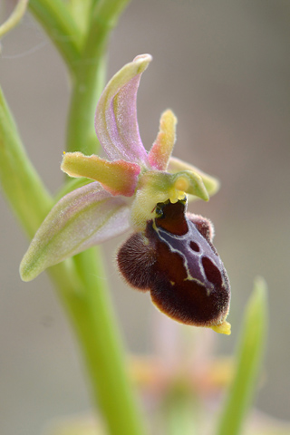 Ophrys picta x virescens