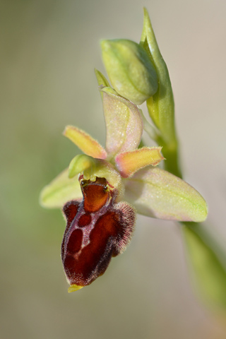 Ophrys picta x virescens