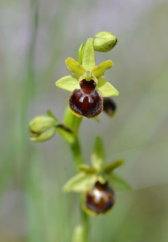 Ophrys virescens