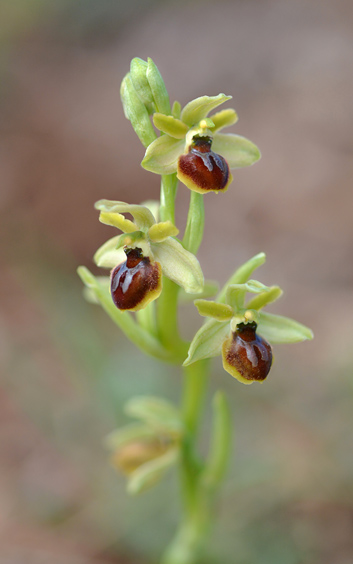 Ophrys virescens