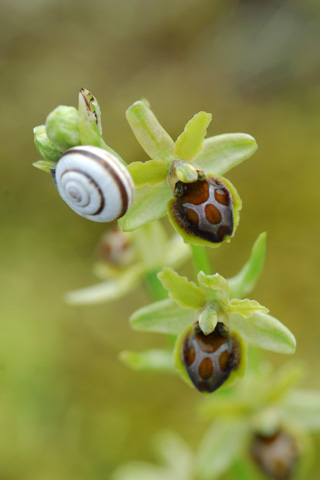 Ophrys virescens