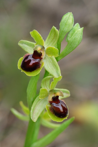 Ophrys virescens