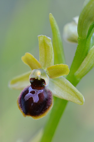 Ophrys virescens