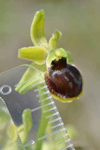 Ophrys virescens