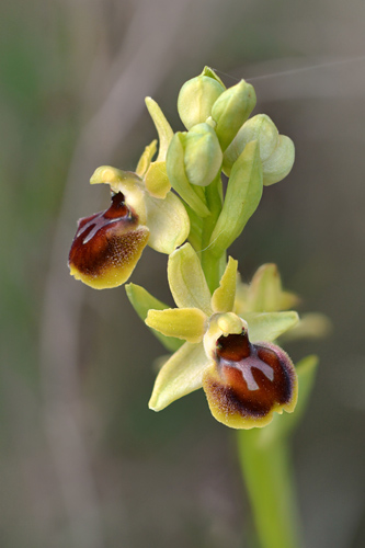 Ophrys virescens