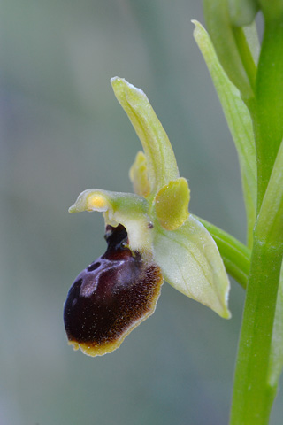 Ophrys virescens