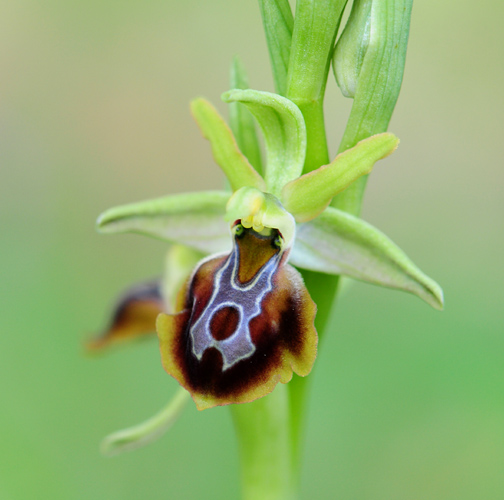 Ophrys zeusii