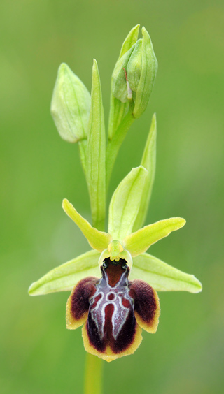 Ophrys zeusii