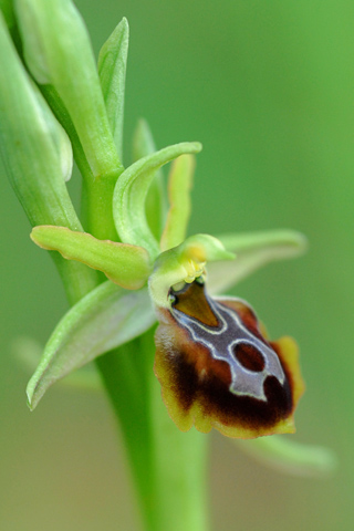 Ophrys zeusii Ophrys zeusii