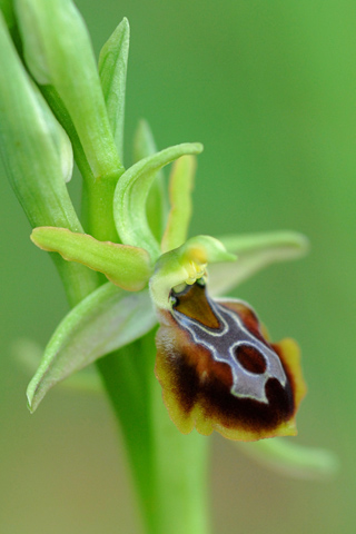 Ophrys zeusii