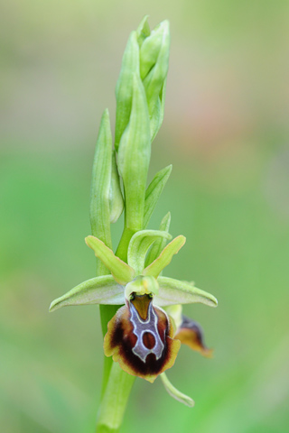 Ophrys zeusii