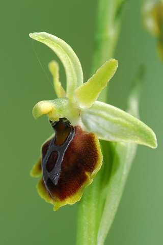 Ophrys zeusii