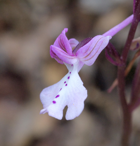 Orchis anatolica