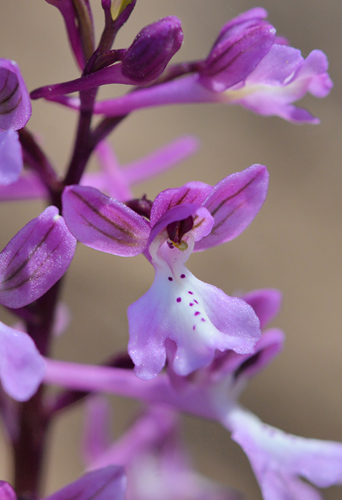 Orchis anatolica