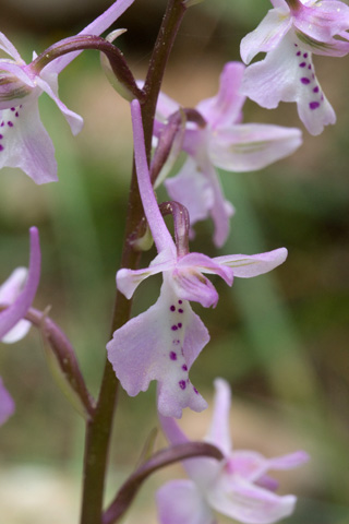 Orchis anatolica