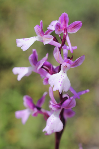 Orchis anatolica