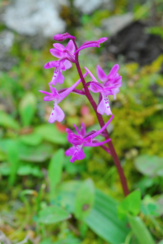 Orchis anatolica