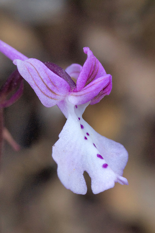 Orchis anatolica
