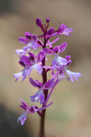 Orchis anatolica