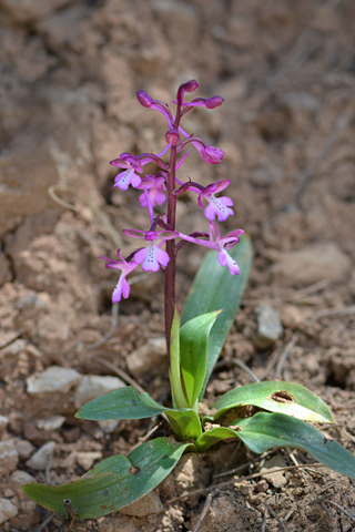 Orchis anatolica