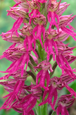 Orchis anthropophora x italica