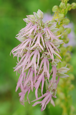 Orchis anthropophora x italica