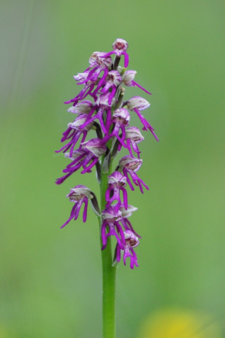 Orchis anthropophora x militaris