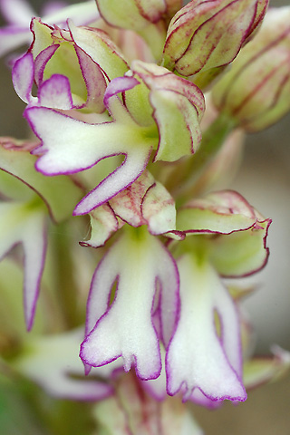 Orchis anthropophora x purpurea