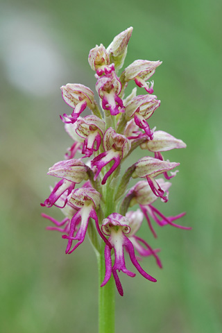 Orchis anthropophora x simia