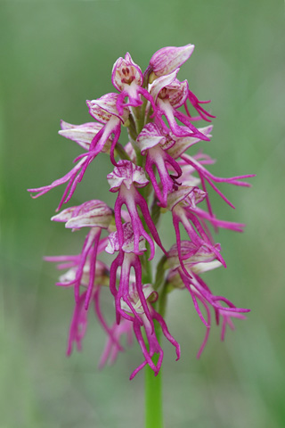 Orchis anthropophora x simia