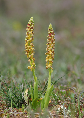 Orchis anthropophora