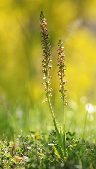 Orchis anthropophora