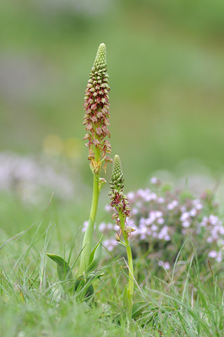 Orchis anthropophora